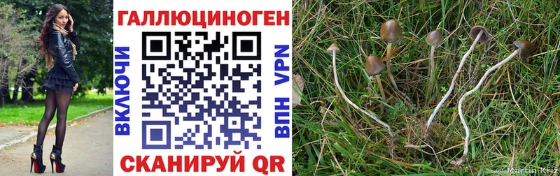 shop официальный сайт  Дальнегорск  Галлюциногенные грибы Psilocybe 
